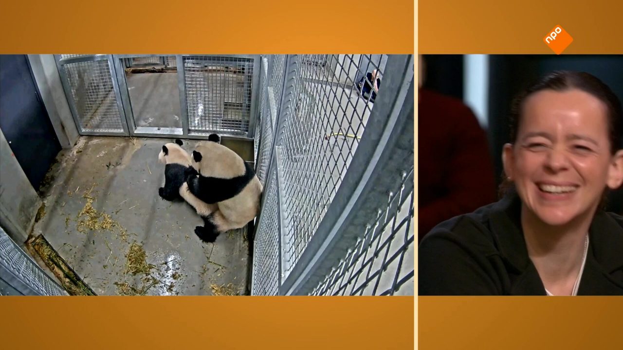 Wereldprimeur in Ouwehands Dierenpark: De Chinese reuzenpanda’s hebben gepaard