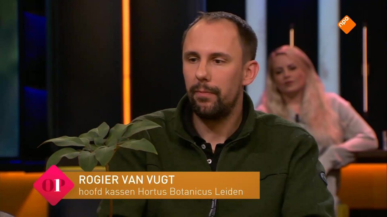Rogier van Vugt over de bloeiende penisplant